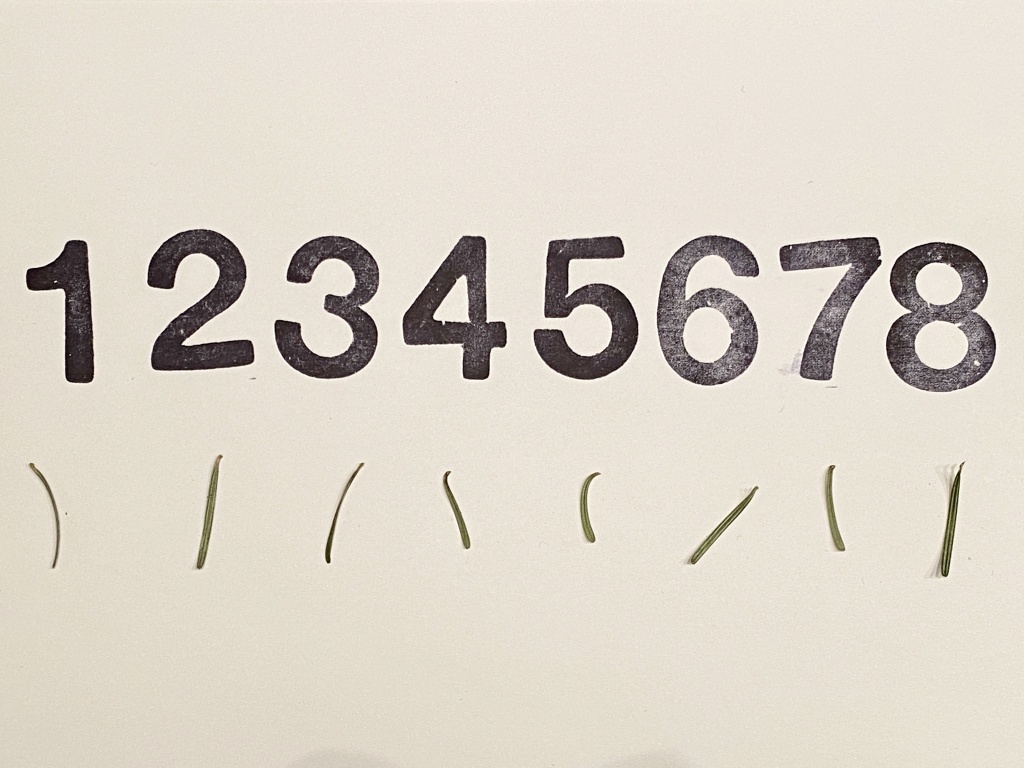 Tannennadeln und ihr geheimer Auftrag